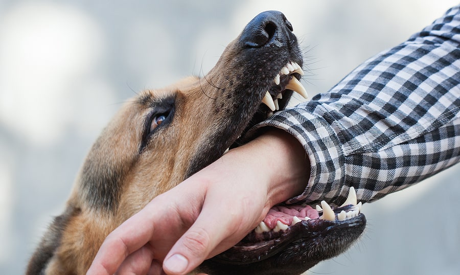 Pet Dog Can Send Its Owner To Jail